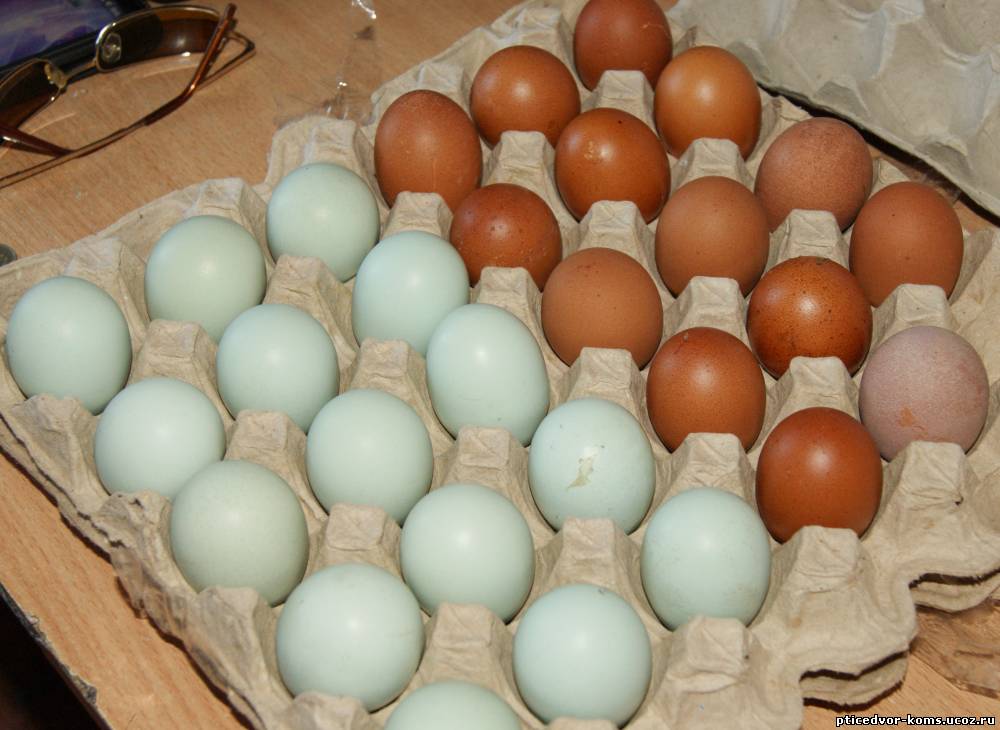 Брянская область куплю яйцо. Маран яйца. Инкубационные яйца голубей. Амеруакан яйцо. Авито инкубационное яйцо.