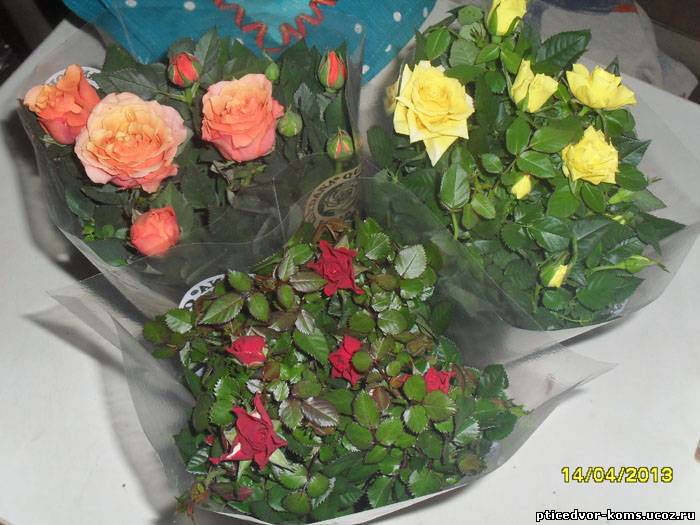 Болезни розы кордана фото