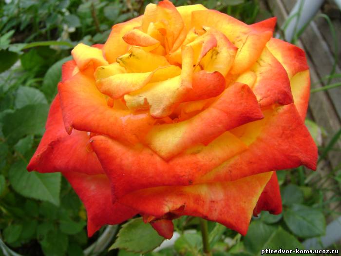 Роза хамелеон фото и описание сорта